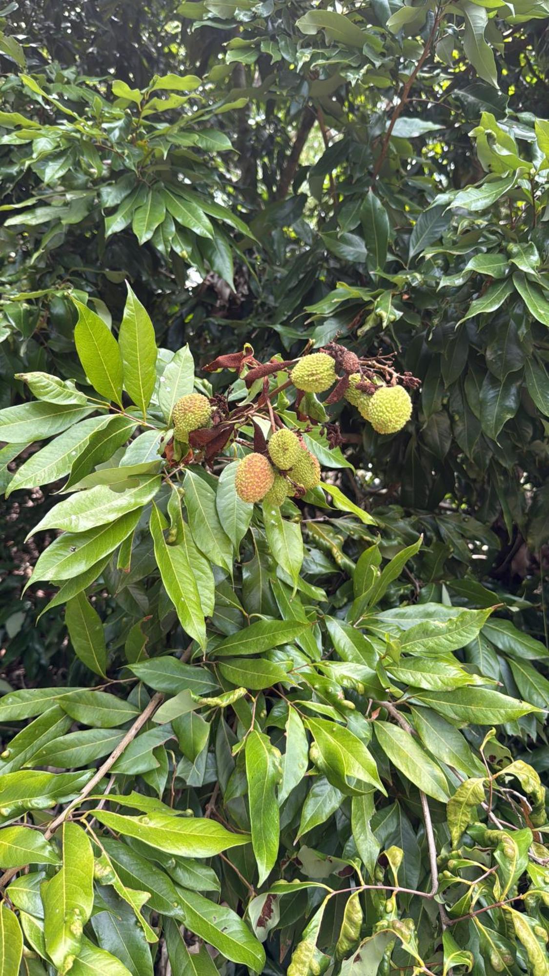 Casarao Verde Sao Luiz do Paraitinga Exteriör bild